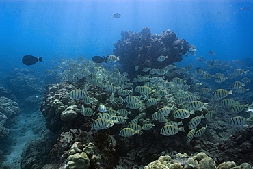 Convict tangs (manini) (Acanthurus triostegus) schooling and grazing, Hanauma Bay, Oahu, Hawaii, United States of America, Pacific