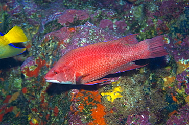 Island hogfish (Bodianus insularis), St. Peter and St. Paul's rocks, Brazil, South America