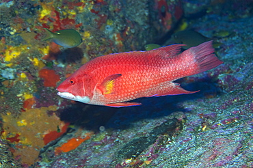 Island hogfish (Bodianus insularis), St. Peter and St. Paul's rocks, Brazil, South America