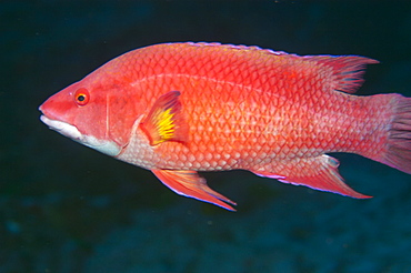 Island hogfish (Bodianus insularis), St. Peter and St. Paul's rocks, Brazil, South America