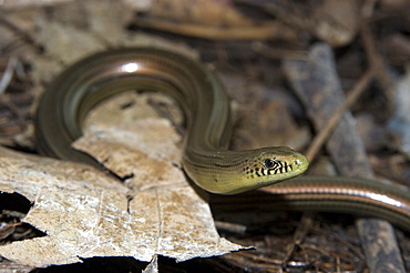 Lizard (Bachia sp.) in captivity at a Herpetology lab, University of Sao Paulo, Sao Paulo, Brazil, South America