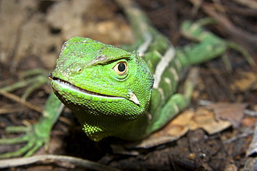 Ihering's Fathead Anole (Enyalius iheringii) from Cunha, in captivity, Sao Paulo, Brazil, South America