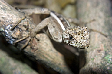 Lizard (Enyalius sp.), from the Atlantic forest in southeast Brazil, South America