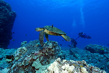 Green sea turtle (Chelonia mydas) and scuba divers, Kailua-Kona, Hawaii, United States of America, Pacific