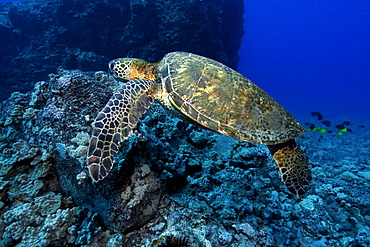 Green sea turtle (Chelonia mydas), Kailua-Kona, Hawaii, United States of America, Pacific
