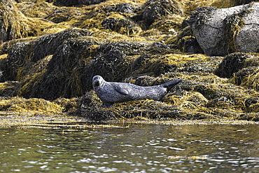 Harbour / Common seal (Phoca vitulina). NE Scotland (A4 only).