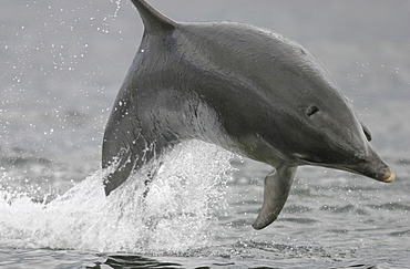 Bottlenose dolphin (Tursiops truncatus truncatus) leaping clear of the surface, full frame, with blow hole clearly visible. Moray Firth, Scotland