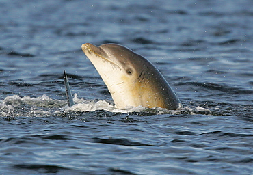 A young Bottlenose Dolphin calf (Tursiops truncatus) "spyhops" from the Moray Firth, Scotland.