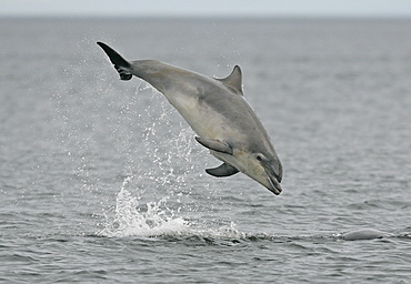 A young Bottlenose Dolphin (Tursiops truncatus) breaches from the Moray Firth, Scotland.