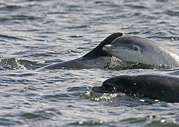 Young Bottlenose dolphin (Tursiops truncatus truncatus) spy hopping next to its mother. Moray Firth, Scotland