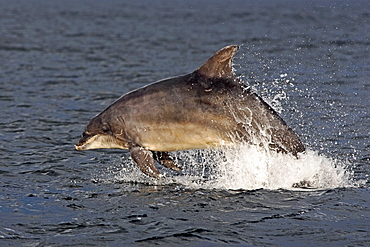 An adult bottlenose dolphin (Tursiops truncatus) breaching from the water in the early evening showing scarring on dorsal fin and body marks, Moray Firth, Scotland