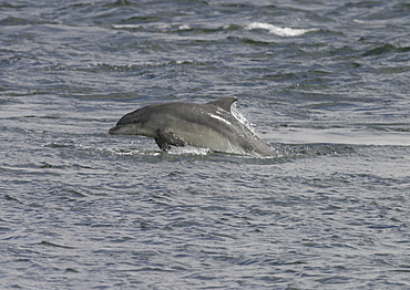 Bottlenose dolphin (Tursiops truncatus truncatus) leaping at speed with most of its body clear of the water. Moray Firth, Scotland