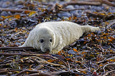 A Grey Seal pup (Halichoerus grypus) resting on seaweed looking right at the camera, Pentland Firth, Scotland.