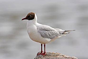 A Black Headed Gull (Larus ridibundus) in breeding plumage, Moray Firth, Scotland.