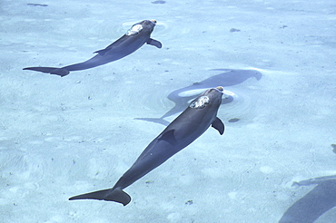 Two bottlenose dolphins (Tursiops truncatus) and their shadows  in the shallows of the Caicos Bank. Turks and Caicos Islands. (A4 Only)