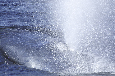 Close up  of a blue whales massive blow (Balaenoptera musculus). (A4 only).