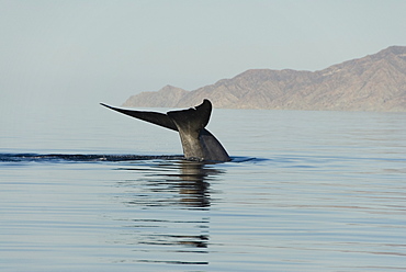 Blue whale (Balaenoptera musculus). The tail of a blue whale.Gulf of California.