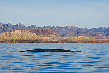 Blue whale (Balaenoptera musculus). A travelling blue whale passes down the spectacular coast. Gulf of California.