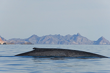 Blue whale (Balaenoptera musculus). A classic view of a blue whale. Gulf of California.