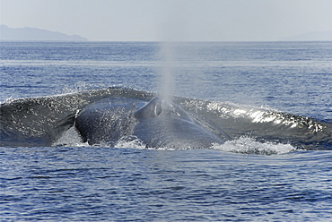 Blue whale (Balaenoptera musculus). A blue whale making good speed pushes water before it. Gulf of California.