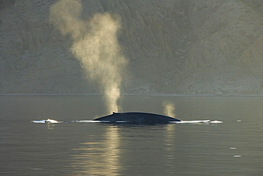 Blue whale (Balaenoptera musculus). The blows of two blue whales, an adult and a juvenile. Gulf of California.