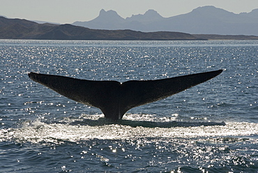 Blue whale (Balaenoptera musculus). The silhouette of a blue whale tail in bright afternoon light. Gulf of California.