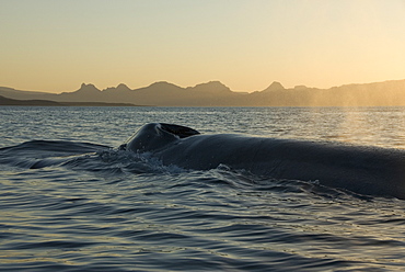 Blue whale (Balaenoptera musculus). The back and blowholes of a blue whale at dawn. Gulf of California.