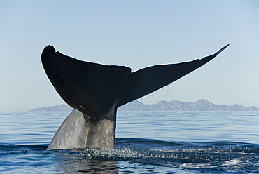 Blue whale (Balaenoptera musculus). The huge tail of a blue whale raised high before a deep dive. Gulf of California.