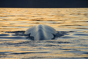 Blue whale (Balaenoptera musculus).The massive vertebrae of a blue whale, seen here from the rear. Gulf of California.