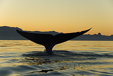 Blue whale (Balaenoptera musculus). The tail of a blue whale against an evening sky. Blue whale tails can be over 20ft across. Gulf of California.