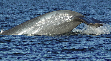 Blue whale (Balaenoptera musculus). The huge tail stock of a blue whale showing lots of round scars thought to be from cookie cutter sharks. The tiny dorsal fin is clealry visible to the left. Gulf of California.