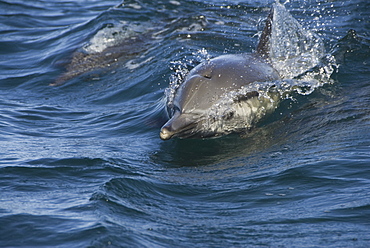 Common Dolphins. Baja, Mexico