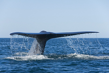 Blue whale (balaenoptera musculus). A blue whale tail. Gulf of California.