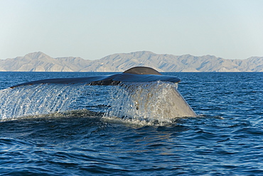 Blue whale (balaenoptera musculus). A blue whale tail. Gulf of California.