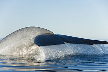 Blue whale (balaenoptera musculus). The tail stock and tail of a blue whale. Gulf of California.