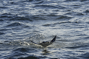 Mobula ray (Mobula japonica). Mobula ray wings outspread. Gulf of California.