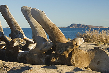 Vertebrae from a whale skeleton. Baja, Mexico