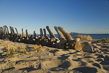 Vertebrae from a whale skeleton. Baja, Mexico