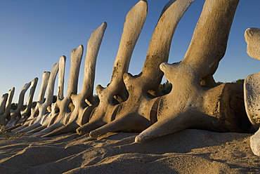 Vertebrae from a whale skeleton. Baja, Mexico