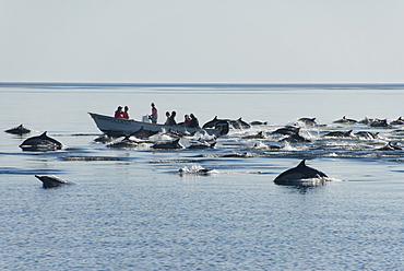 Common Dolphins. Baja, Mexico