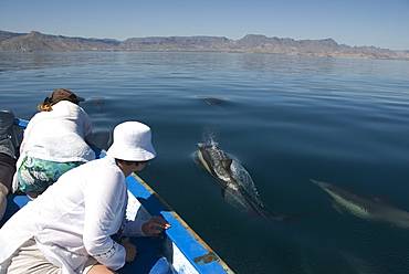 Common Dolphins. Baja, Mexico