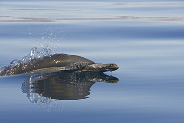 Common Dolphins.  Baja, Mexico