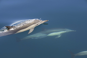 Common Dolphins.  Baja, Mexico