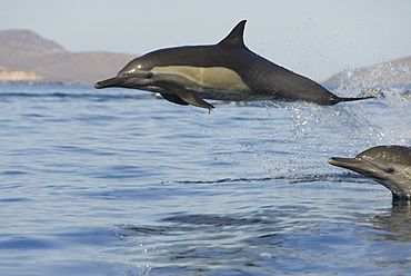 Common Dolphins.  Baja, Mexico