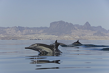Common Dolphins. Baja, Mexico