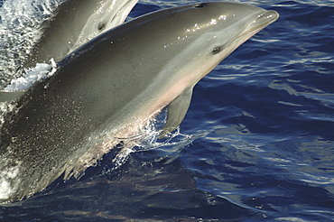 Fraser's dolphin  (Lagenodelphis hosei). A bow riding Frase's dolphin showing clearly the distinctive pink colouring.Caribbean.