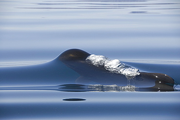 Short finned pilot whale (Globicephala macrorynchus). A surfacing pilot whale caught in a silky calm.Gulf of California.