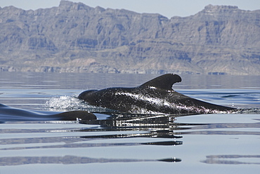 Short finned pilot whale (Globicephala macrorynchus). A large pilot whale surfacing at speed. Gulf of California.