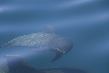 Short finned pilot whale (Globicephala macrorynchus). A very young pilot whale showing the foetal folds. Ripples on the surface have created a circular pattern of stripes too. Gulf of California.