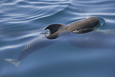 Short finned pilot whale (Globicephala macrorynchus). A young pilot whale hovers at the surface near to its mother. Gulf of California.